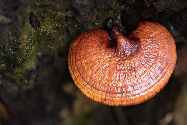 what is the reishi mushroom